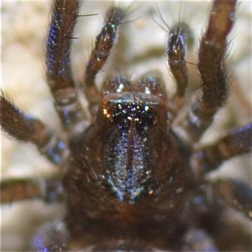 Réf. 224 273 : Eratigena picta